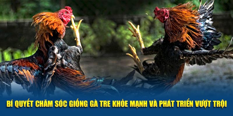 Bí quyết chăm sóc giống gà tre khỏe mạnh và phát triển vượt trội.