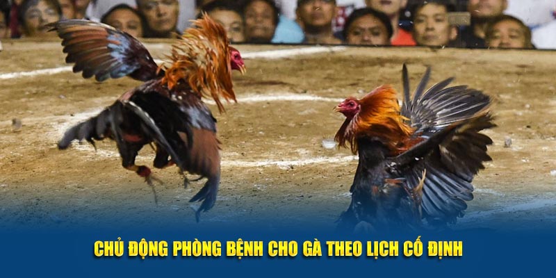 Chủ động phòng bệnh cho gà theo lịch cố định.