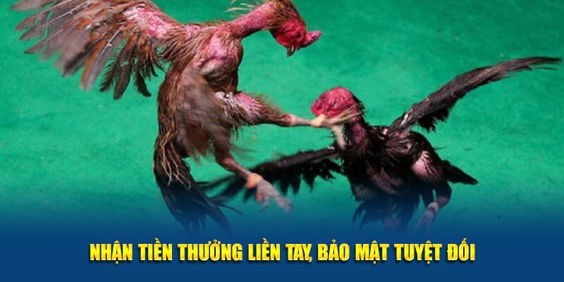 Đà Gà VN88 và ưu đãi khuyến mãi dành cho hội viên