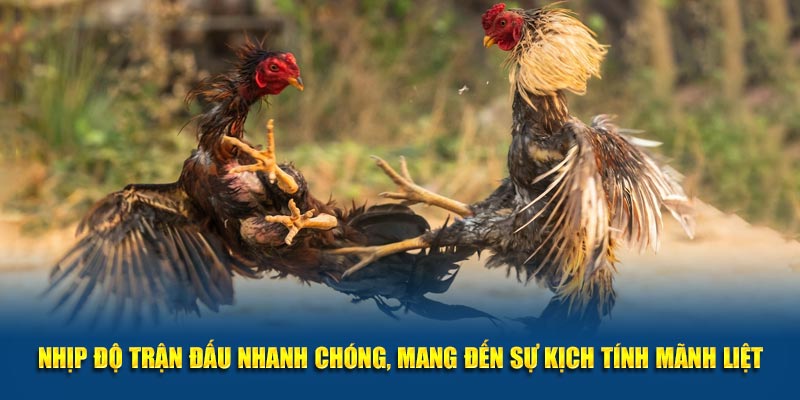 Nhịp độ trận đấu nhanh chóng, mang đến sự kịch tính mãnh liệt.