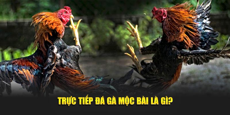 Trực tiếp đá gà mộc bài là gì?