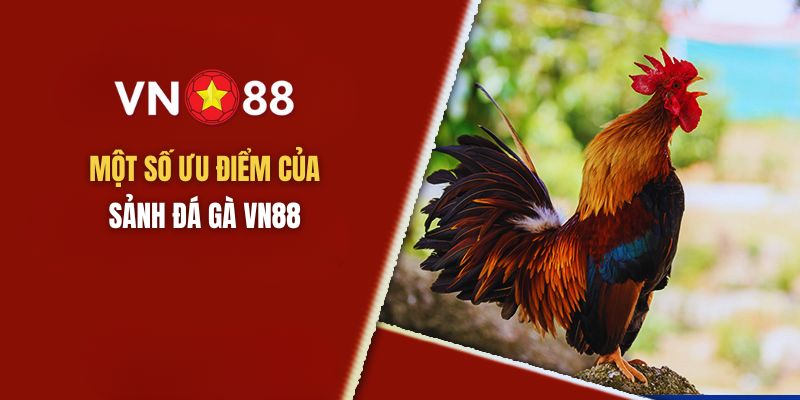 Một vài ưu điểm khi tham gia Đà Gà VN88 tại hệ thống nhà cái